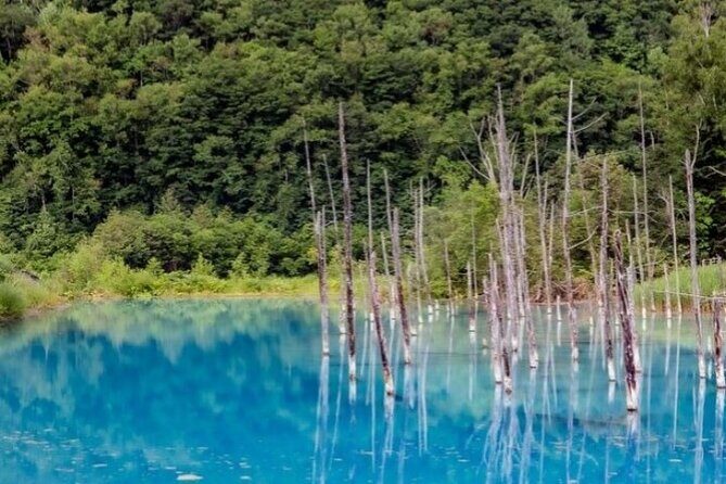 Hokkaido Day Trip From Sapporo, Asahiyama Zoo to Ningle Terrace - Key Points