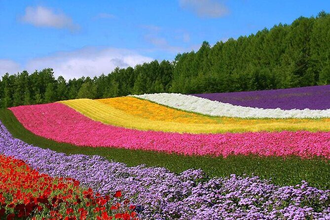 Hokkaido Farm Tomita Shikisai Hill Waterfall& Blue Pond Day Tour - The Itinerary Breakdown