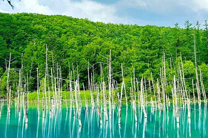 Hokkaido Farm Tomita Shikisai Hill Waterfall& Blue Pond Day Tour - Transportation and Group Size