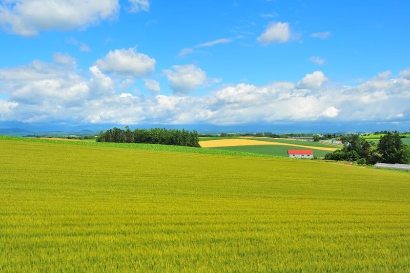Hokkaido Flower Sea Pilgrimage | Patchwork Road, Shikisai-no-Oka, Blue Pond, Shirahige Waterfall, Farm Tomita Day Tour | Departing from Sapporo - Patchwork Road, a view from the bus