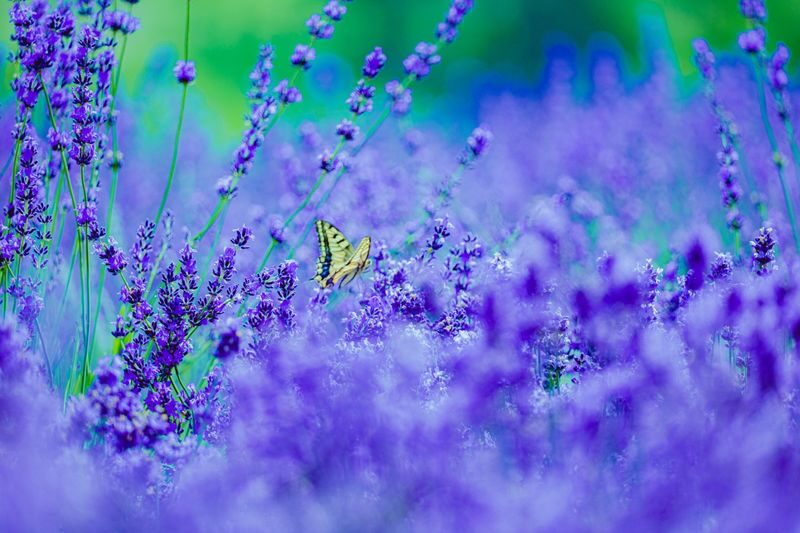Hokkaido Flower Sea Pilgrimage | Patchwork Road, Shikisai-no-Oka, Blue Pond, Shirahige Waterfall, Farm Tomita Day Tour | Departing from Sapporo - Blue Pond’s changeable color