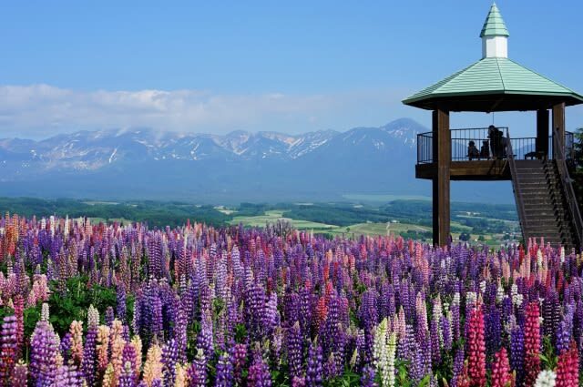 Hokkaido Flower Sea Pilgrimage | Patchwork Road, Shikisai-no-Oka, Blue Pond, Shirahige Waterfall, Farm Tomita Day Tour | Departing from Sapporo - Shirahige Falls, water through the rock