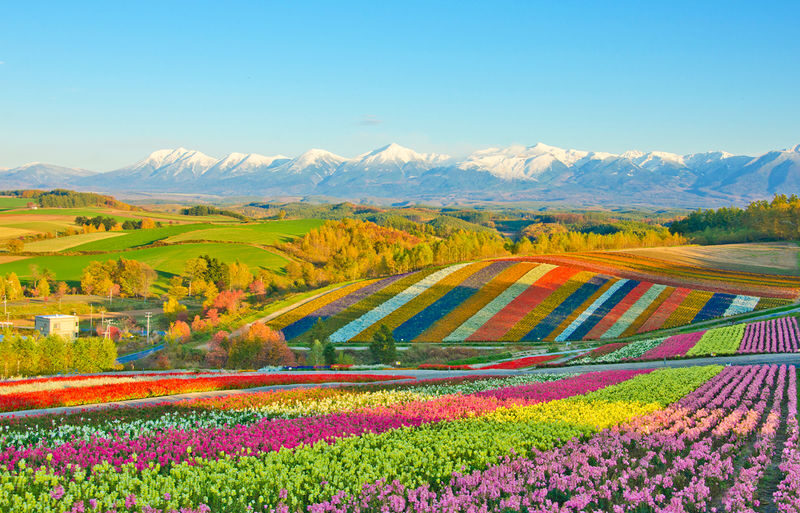 Hokkaido Flower Sea Pilgrimage | Patchwork Road, Shikisai-no-Oka, Blue Pond, Shirahige Waterfall, Farm Tomita Day Tour | Departing from Sapporo - A pause at Furano Herb Garden