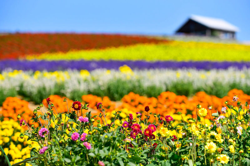 Hokkaido Flower Sea Pilgrimage | Patchwork Road, Shikisai-no-Oka, Blue Pond, Shirahige Waterfall, Farm Tomita Day Tour | Departing from Sapporo - Farm Tomita’s flower rows