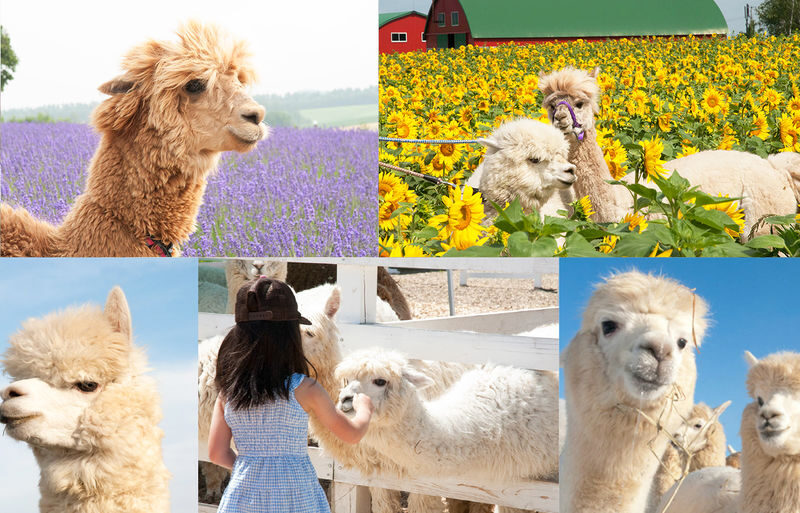 Hokkaido Flower Sea Pilgrimage | Patchwork Road, Shikisai-no-Oka, Blue Pond, Shirahige Waterfall, Farm Tomita Day Tour | Departing from Sapporo - The ride, guide and group-tour rhythm