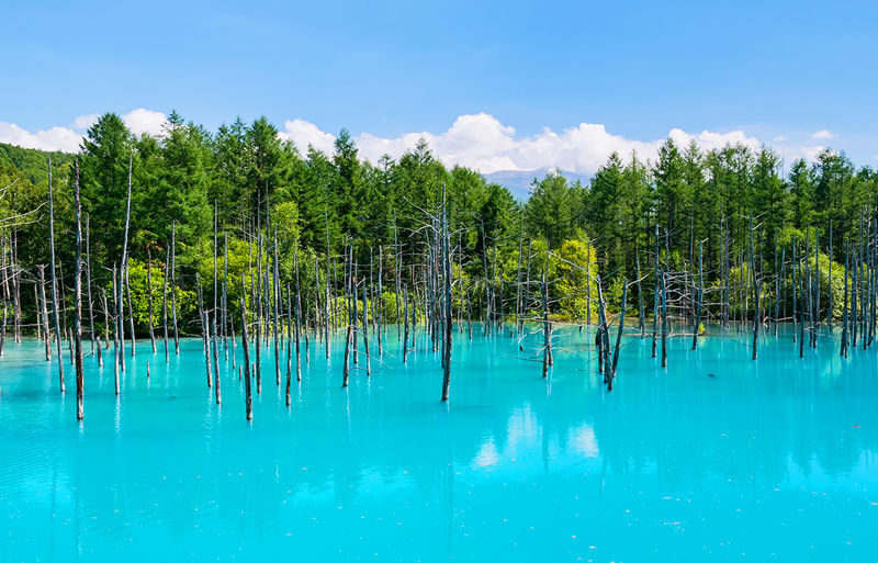 Hokkaido Flower Sea Pilgrimage | Patchwork Road, Shikisai-no-Oka, Blue Pond, Shirahige Waterfall, Farm Tomita Day Tour | Departing from Sapporo - What to know before booking