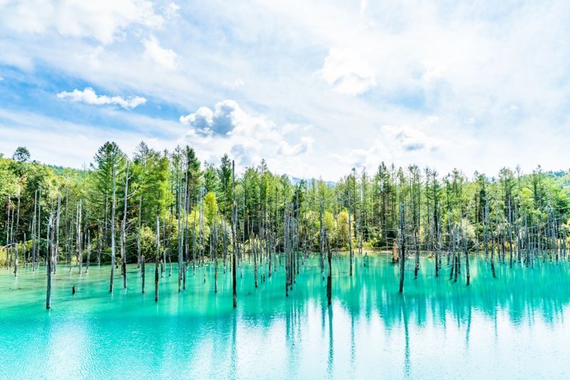 Hokkaido Flower Sea Pilgrimage | Patchwork Road, Shikisai-no-Oka, Blue Pond, Shirahige Waterfall, Farm Tomita Day Tour | Departing from Sapporo - Is this the right Hokkaido day trip for you?
