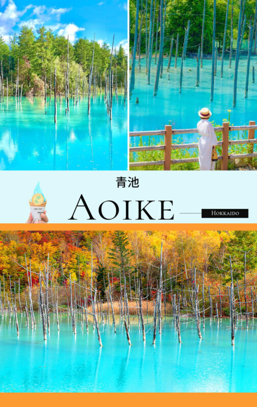 Hokkaido Flower Sea Tour: Blue Pond & Farm Tomita & Shikisai no Oka & Ningle Terrace One-Day Tour (Optional Buffet Lunch/All-you-can-eat Melon) - Lunch: pick the package that fits your appetite