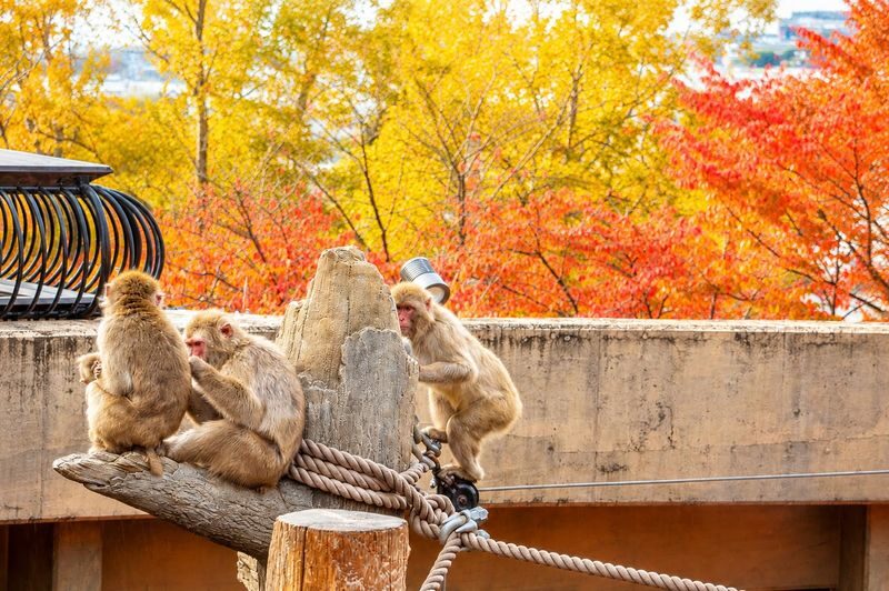 Hokkaido Four Seasons One-Day Tour: Summer Hokuryu-cho Sunflowers, Autumn Asahidake Autumn Leaves, Winter Biei Furano Illumination - Timing, guides, and the small print that affects the day