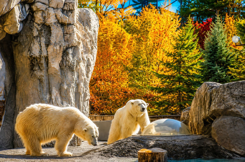 Hokkaido Four Seasons One-Day Tour: Summer Hokuryu-cho Sunflowers, Autumn Asahidake Autumn Leaves, Winter Biei Furano Illumination - Should you book this Hokkaido day trip?