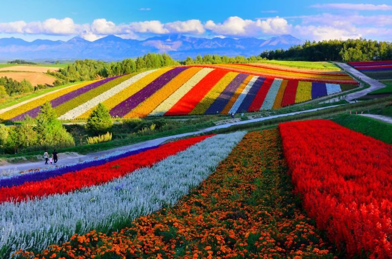 Hokkaido Furano Day Tour, Japan | Farm Tomita + Shikisai-no-oka + Limited Seasonal Itinerary - A long ride for Biei’s summer color