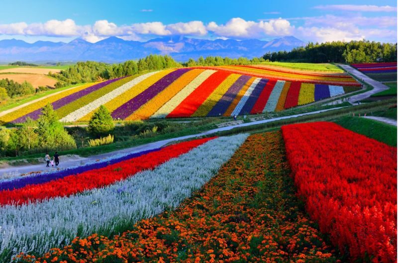 Hokkaido Furano Day Tour, Japan | Farm Tomita + Shikisai-no-oka + Limited Seasonal Itinerary - Starting from Sapporo before the countryside