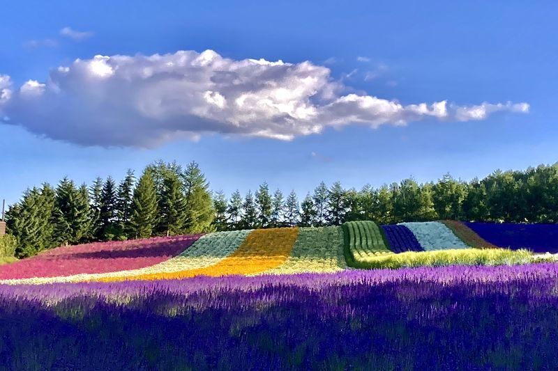 Hokkaido Furano Day Tour, Japan | Farm Tomita + Shikisai-no-oka + Limited Seasonal Itinerary - Shikisai-no-oka’s flower-striped hills