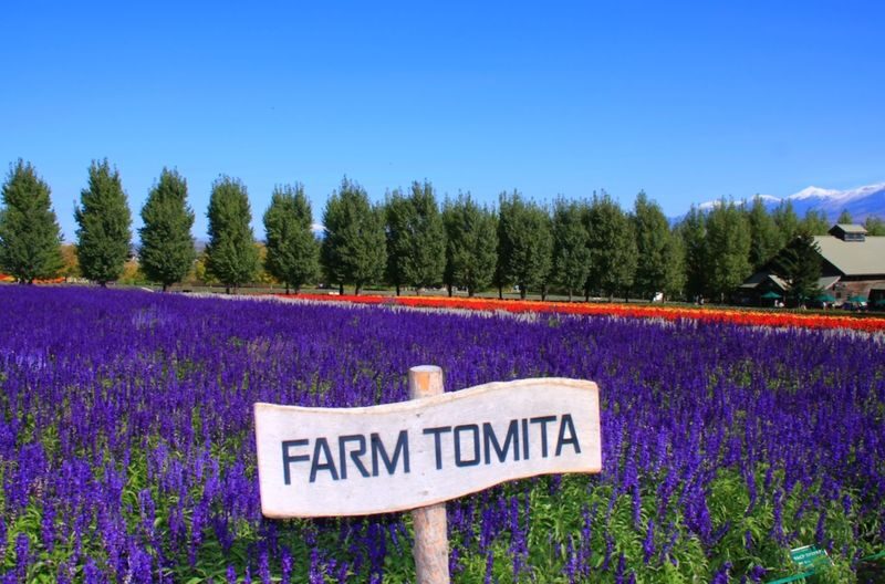 Hokkaido Furano Day Tour, Japan | Farm Tomita + Shikisai-no-oka + Limited Seasonal Itinerary - A farmhouse lunch, with melon if you choose it