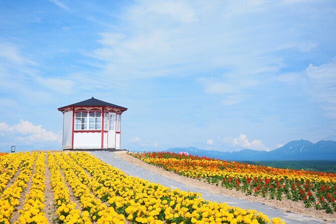 Hokkaido Furano Lavender & Biei Blue Pond Tour with Lunch - The Experience in Detail