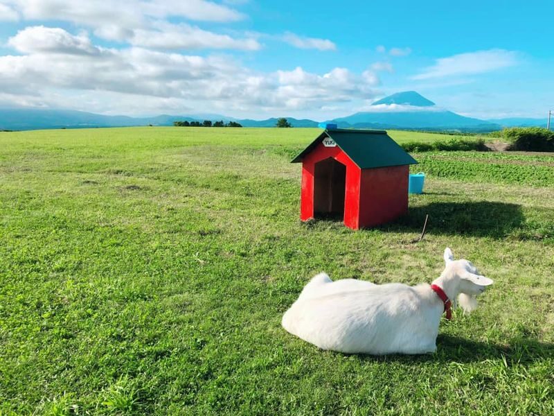 Hokkaido | Lake Toya, Noboribetsu Jigokudani (Hell Valley), Mount Usu Day Trip with Gourmet Food & Stunning Views | Depart from Sapporo - Should you book this Lake Toya and Noboribetsu tour?