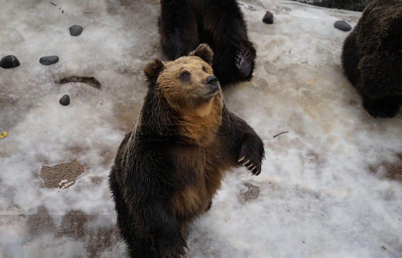 Hokkaido Lake Toya Observation Deck & Noboribetsu Hell Valley & Showa-shinzan Bear Ranch & Mount Usu & Lake Hill Farm Day Trip (Departing from Sapporo) - Is this Sapporo day trip right for you?