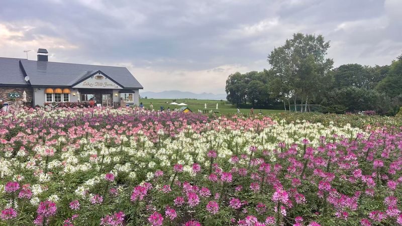 Hokkaido Mount Yotei, Lake Toya, Noboribetsu Nature Day Tour (Small Group Transfer) - The ride, timing and group size