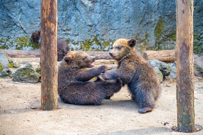 Hokkaido Noboribetsu Day Tour | Kyogoku Fuki-dashi Park, Lake Toya (Optional Snowmobile in Winter), Showa-shinzan Bear Ranch, Noboribetsu Jigokudani Day Tour | Departing from Sapporo - Showa-shinzan Bear Ranch: close views, extra cost