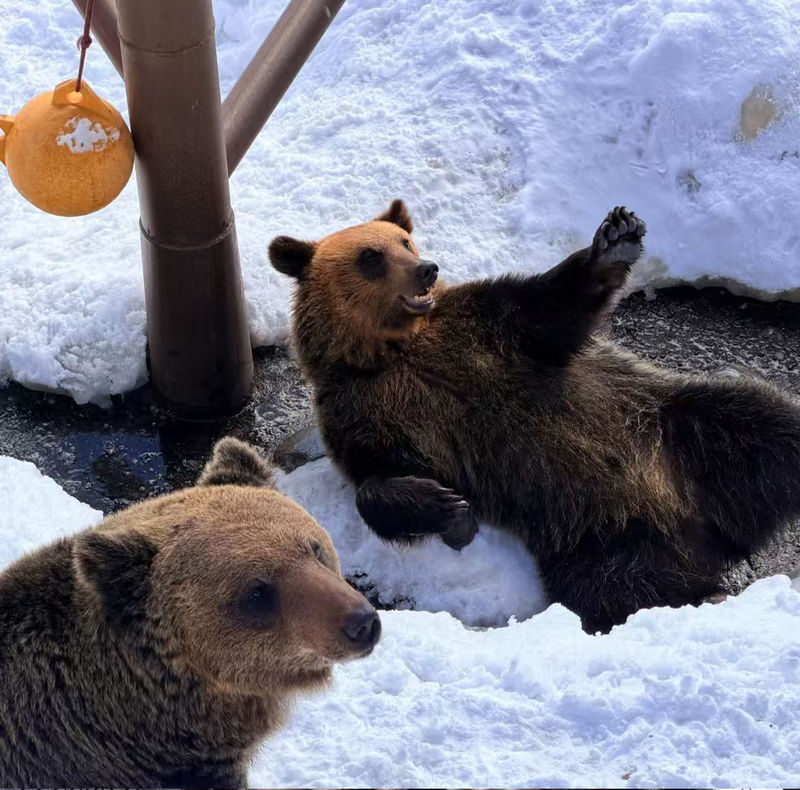 Hokkaido Noboribetsu Hell Valley and Lake Toya Day Tour | Mt. Usu Ropeway and Bear Ranch | Summer Jozankei and Winter Snow Park | Departing from Sapporo - Should you book it?