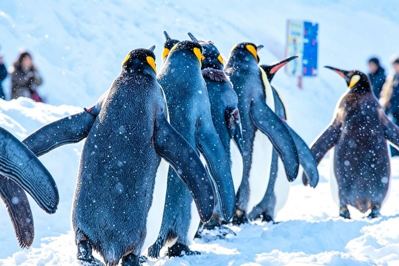 Hokkaido Popular Influencer Check-in Route | Asahiyama Zoo & Influencer Tree & Shirogane Blue Pond & Shirahige Waterfall & Elf Terrace One-Day Tour - A full day from Sapporo, with several short stops