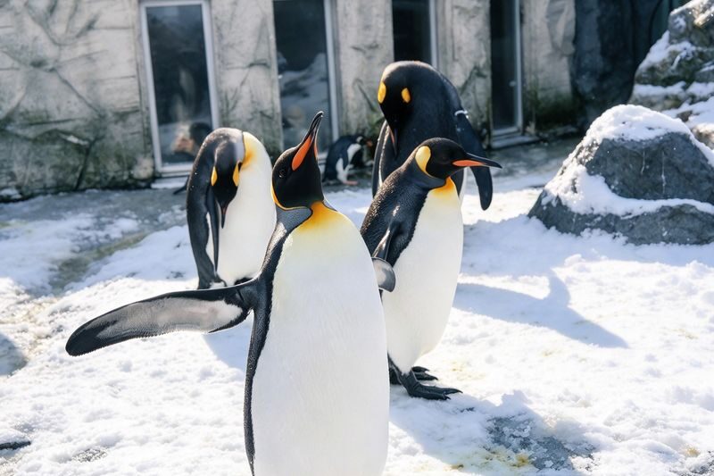 Hokkaido Popular Influencer Check-in Route | Asahiyama Zoo & Influencer Tree & Shirogane Blue Pond & Shirahige Waterfall & Elf Terrace One-Day Tour - Shirogane Blue Pond: an unusual color, even in snow