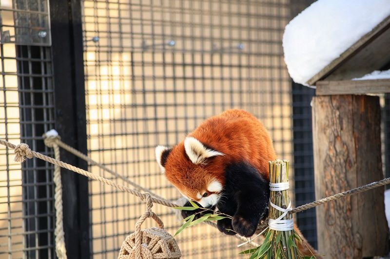 Hokkaido Popular Influencer Check-in Route | Asahiyama Zoo & Influencer Tree & Shirogane Blue Pond & Shirahige Waterfall & Elf Terrace One-Day Tour - Ningle Terrace: cabins, crafts and a dusk visit