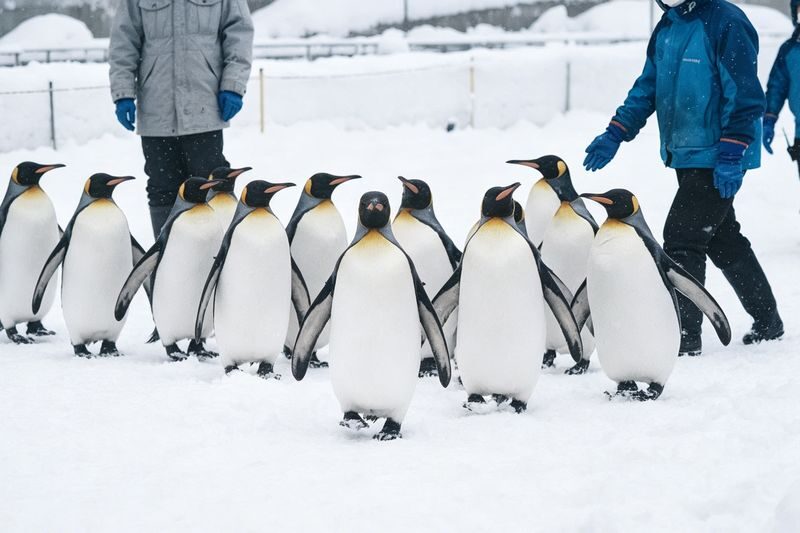 Hokkaido Popular Influencer Check-in Route | Asahiyama Zoo & Influencer Tree & Shirogane Blue Pond & Shirahige Waterfall & Elf Terrace One-Day Tour - What the tour does well, and where it asks you to compromise
