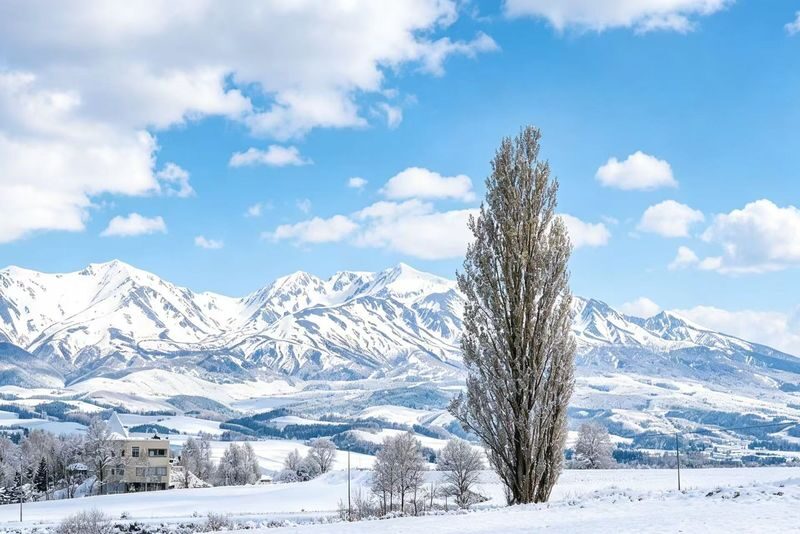 Hokkaido Popular Influencer Check-in Route | Asahiyama Zoo & Influencer Tree & Shirogane Blue Pond & Shirahige Waterfall & Elf Terrace One-Day Tour - Is $47.40 good value?