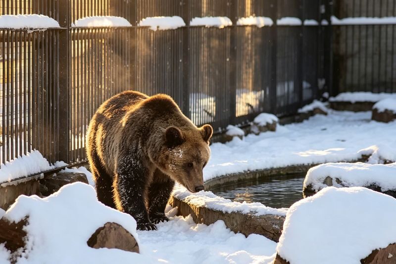 Hokkaido Popular Influencer Check-in Route | Asahiyama Zoo & Influencer Tree & Shirogane Blue Pond & Shirahige Waterfall & Elf Terrace One-Day Tour - Prepare for weather, timing and route changes