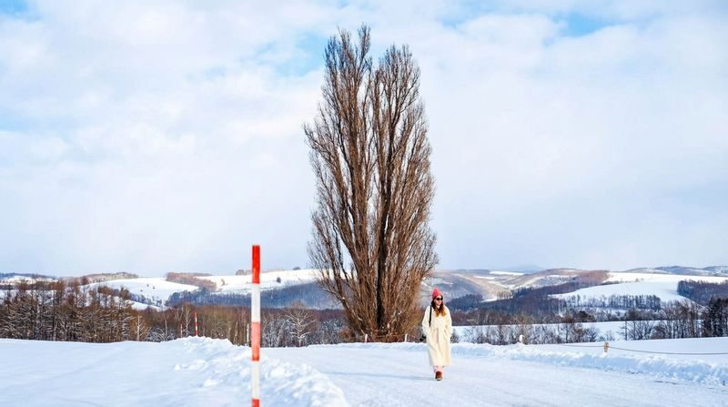 Hokkaido Popular Photo Spot Day Trip: Asahiyama Zoo, Biei Shirogane Blue Pond, Instagram-Famous Tree, Shirasu Waterfall, Forest Elf Terrace (Departing from Sapporo, Multi-language Options Available) - Christmas Tree and Ken and Mary Tree