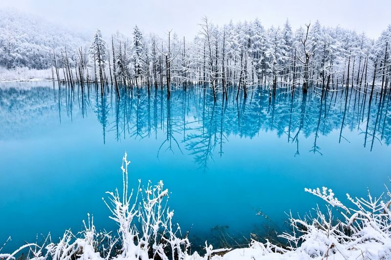 Hokkaido Popular Photo Spot Day Trip: Asahiyama Zoo, Biei Shirogane Blue Pond, Instagram-Famous Tree, Shirasu Waterfall, Forest Elf Terrace (Departing from Sapporo, Multi-language Options Available) - Blue Pond after dark