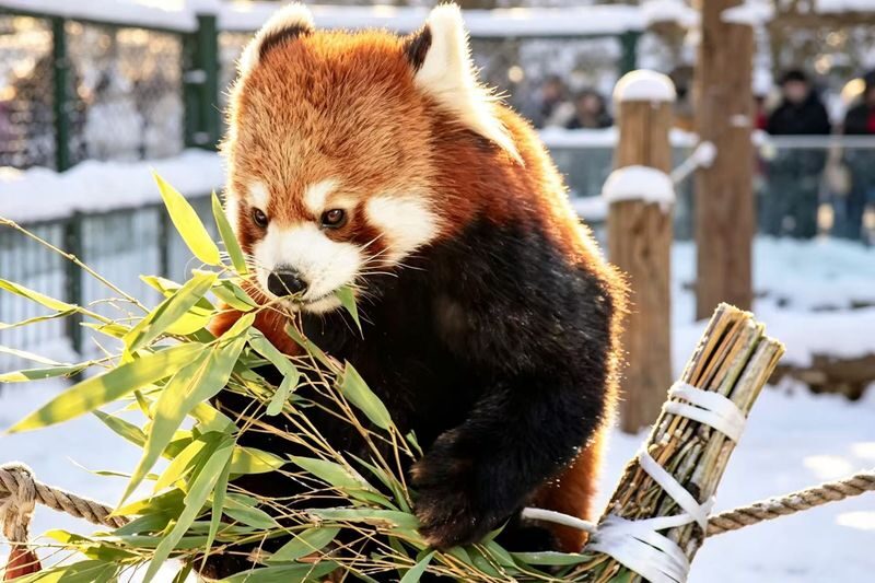 Hokkaido Popular Photo Spot Day Trip: Asahiyama Zoo, Biei Shirogane Blue Pond, Instagram-Famous Tree, Shirasu Waterfall, Forest Elf Terrace (Departing from Sapporo, Multi-language Options Available) - Weather, closures, and the best fit