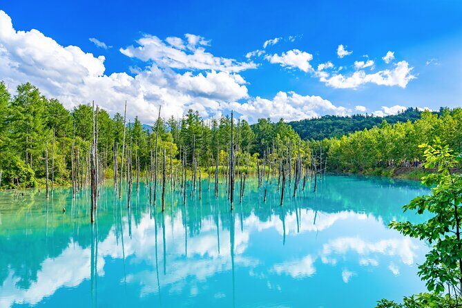 Hokkaido Private Tour starts from Sapporo - An Authentic Day in Hokkaido: Exploring at Your Own Pace