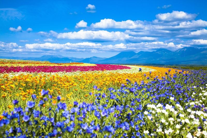 Hokkaido | Sapporo City/Furano/Lake Toya/Otaru Customized Private Car Day Tour - Choose your Hokkaido day before you book