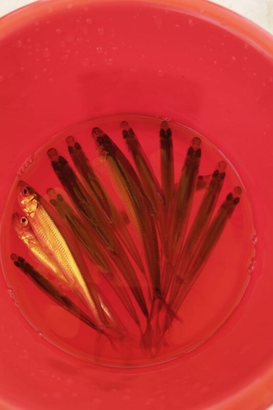 Hokkaido, Sapporo Ice Fishing: Sapporo Smelt Fishing Experience - Fresh Smelt Tempura on the Riverbank