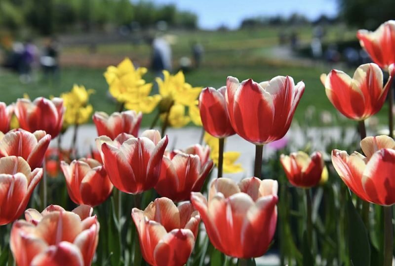 Hokkaido Sapporo Niseko Mount Yotei Scenic Tour: May Shibazakura and Tulips / July Lavender / September-October Red Kochia and Marsh Autumn Colors - One day from Sapporo to the foothills of Mount Yotei