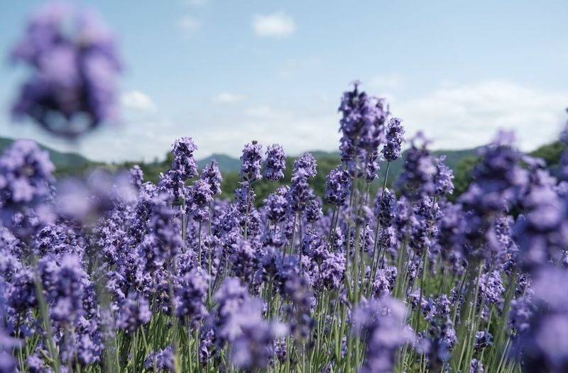 Hokkaido Sapporo Niseko Mount Yotei Scenic Tour: May Shibazakura and Tulips / July Lavender / September-October Red Kochia and Marsh Autumn Colors - Kutchan lunch: choose your own or pay for a meal option