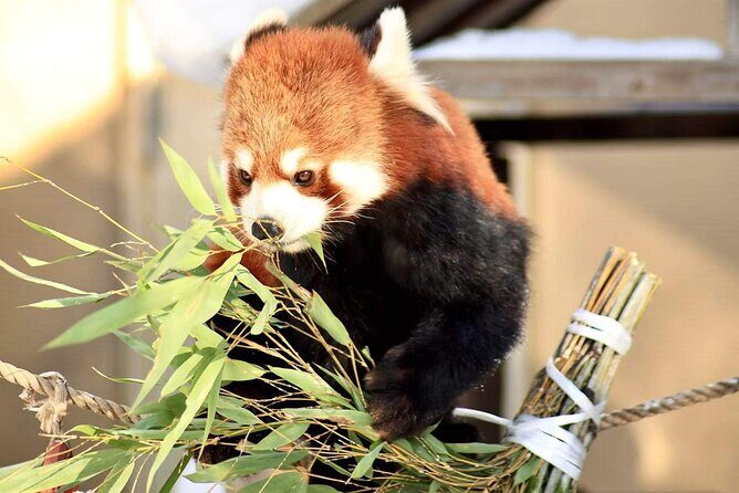 Hokkaido Scenic Day Tour: Zoo, Blue Pond, Iconic Trees & Terrace - Key Points