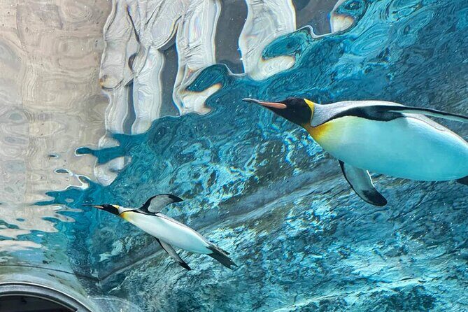 Hokkaido Scenic Day Tour: Zoo, Blue Pond, Iconic Trees & Terrace - Who Should Consider This Tour?