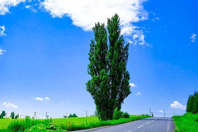 Hokkaido Scenic Day Tour: Zoo, Blue Pond, Iconic Trees & Terrace - FAQs About the Hokkaido Scenic Day Tour