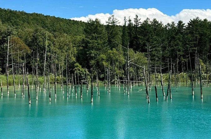 Hokkaido Scenic Day Tour: Zoo, Blue Pond, Iconic Trees & Terrace - In The Sum Up