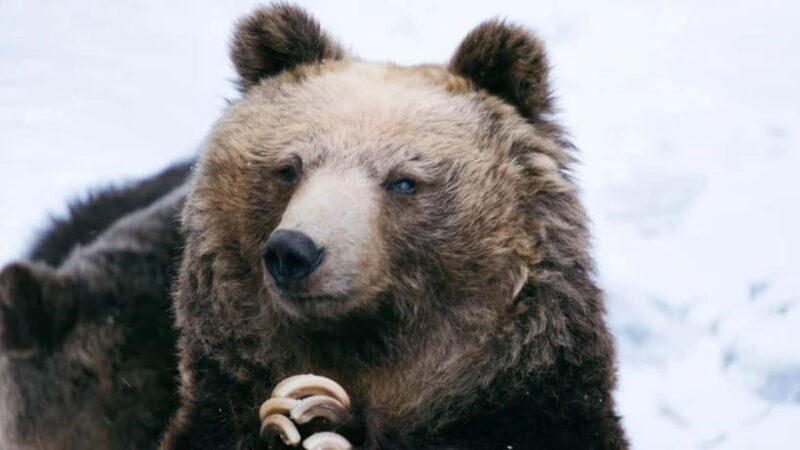 Hokkaido Seasonal: Lake Toya & Noboribetsu Jigokudani Valley - Authentic Experiences Highlighted by Travelers