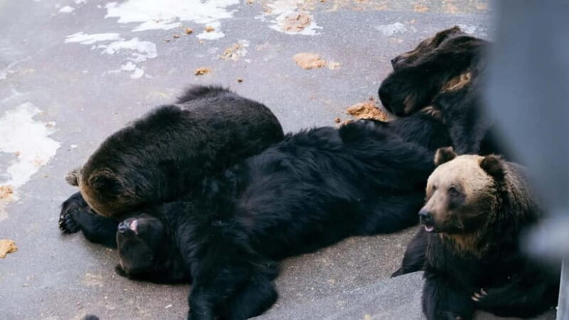 Hokkaido Seasonal: Lake Toya & Noboribetsu Jigokudani Valley - FAQ