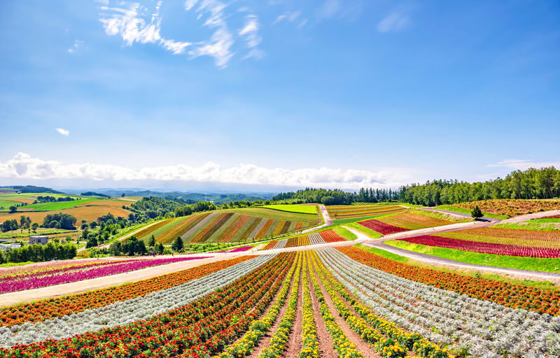 Hokkaido Shikisai no Oka & Farm Tomita Full-Day Small Group Adventure - Is $59.25 good value?