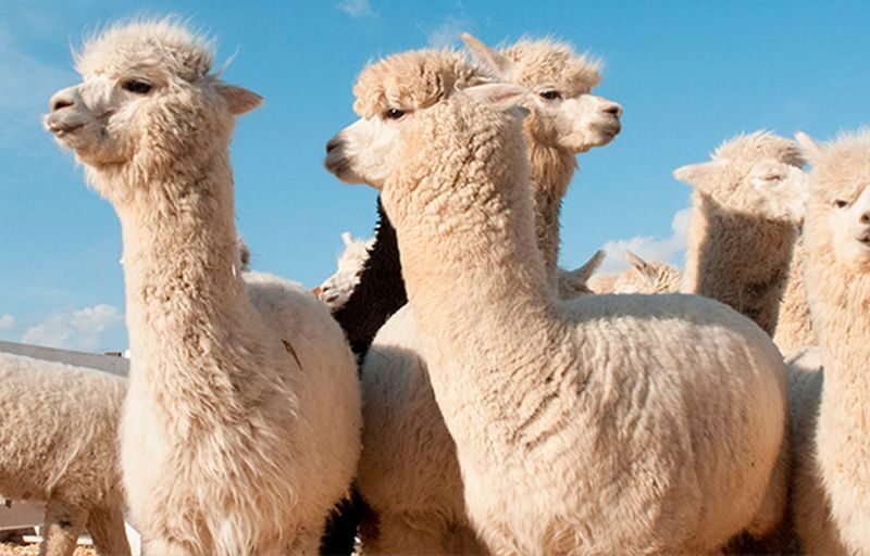 Hokkaido Shikisai no Oka & Farm Tomita Full-Day Small Group Adventure - When to go, and what to bring