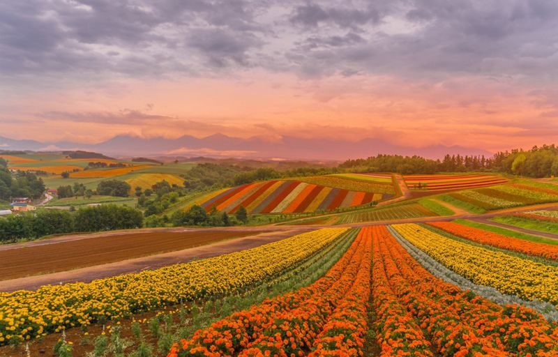 Hokkaido Shikisai no Oka & Farm Tomita Full-Day Small Group Adventure - Who should book this day trip?
