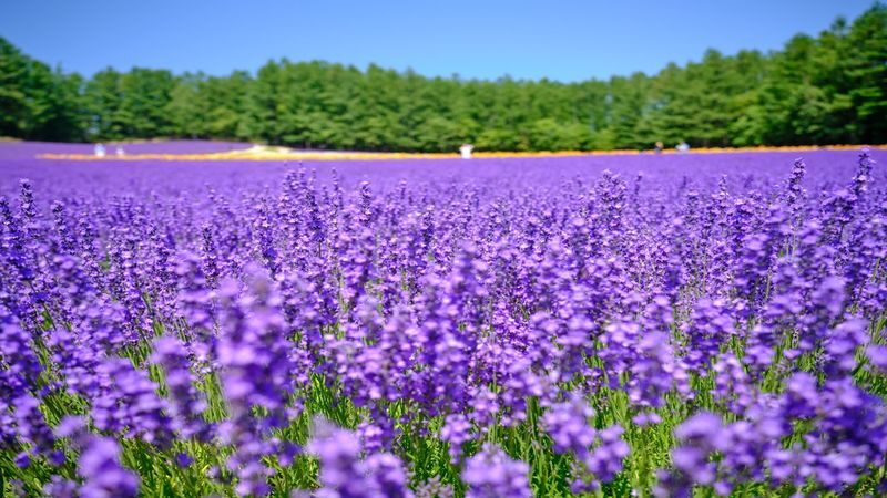 Hokkaido Summer Furano & Biei Day Tour - Flower fields are the day’s main attraction