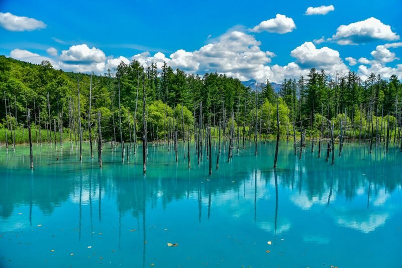Hokkaido Summer Furano & Biei Day Tour - Lunch and pacing: the details to weigh