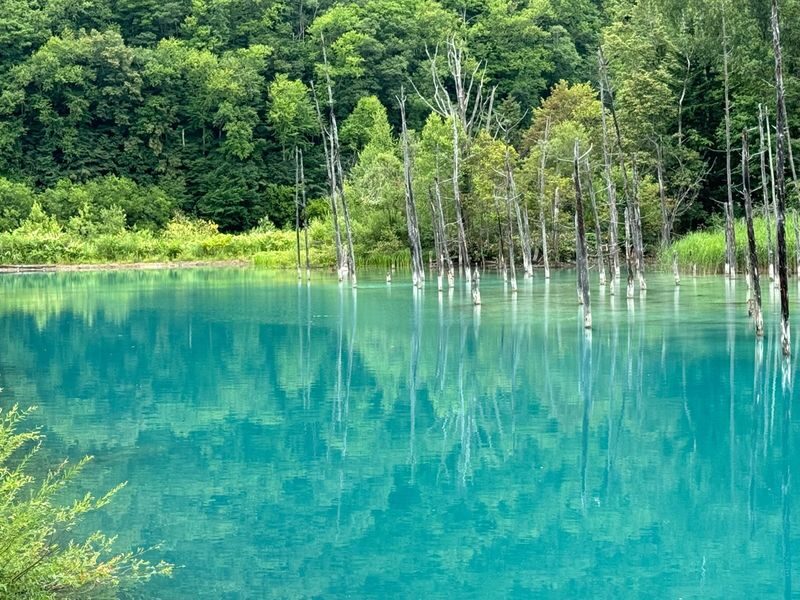 Hokkaido Summer Furano & Biei Day Tour - Is $47.29 good value?